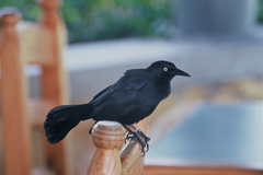 Greater Antillean Grackle